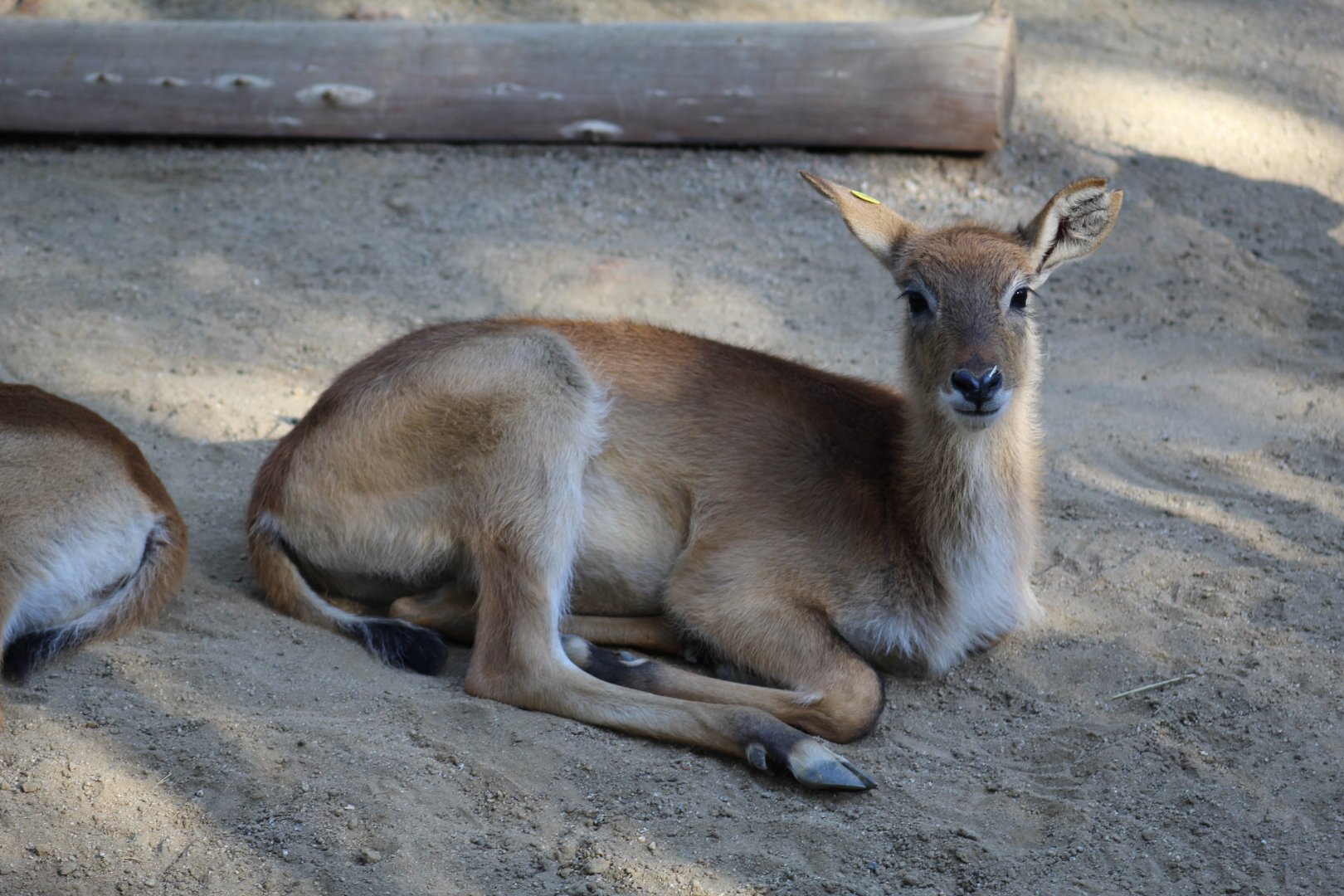 Red Lechwe Fawn