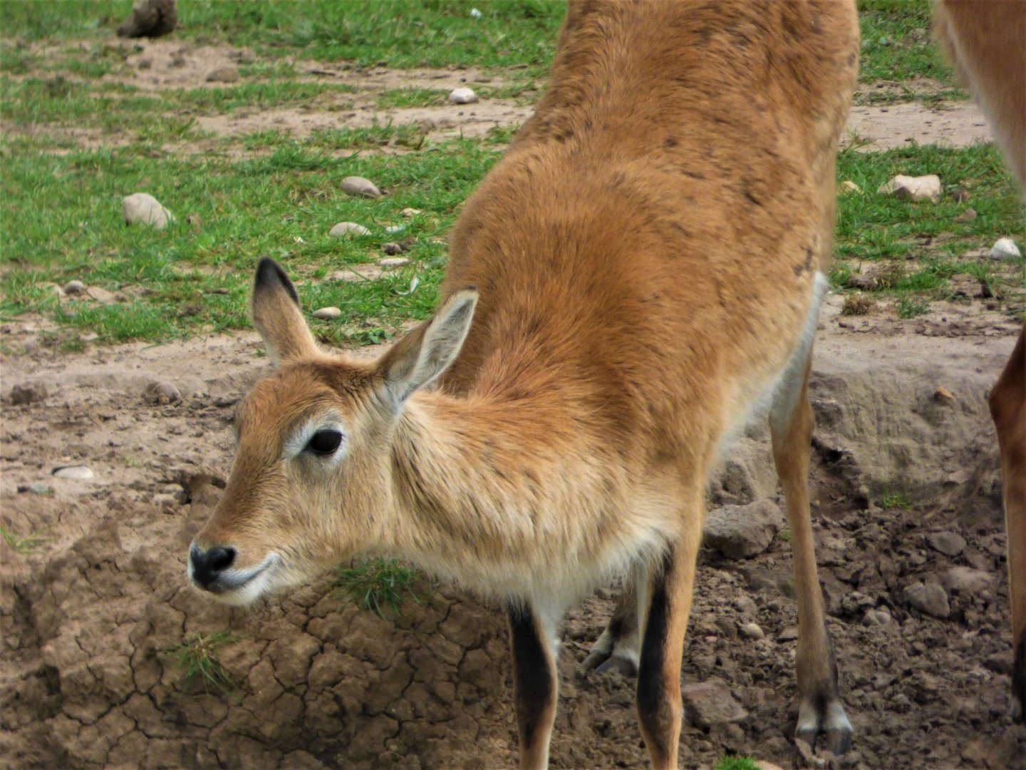 Red Lechwe Female