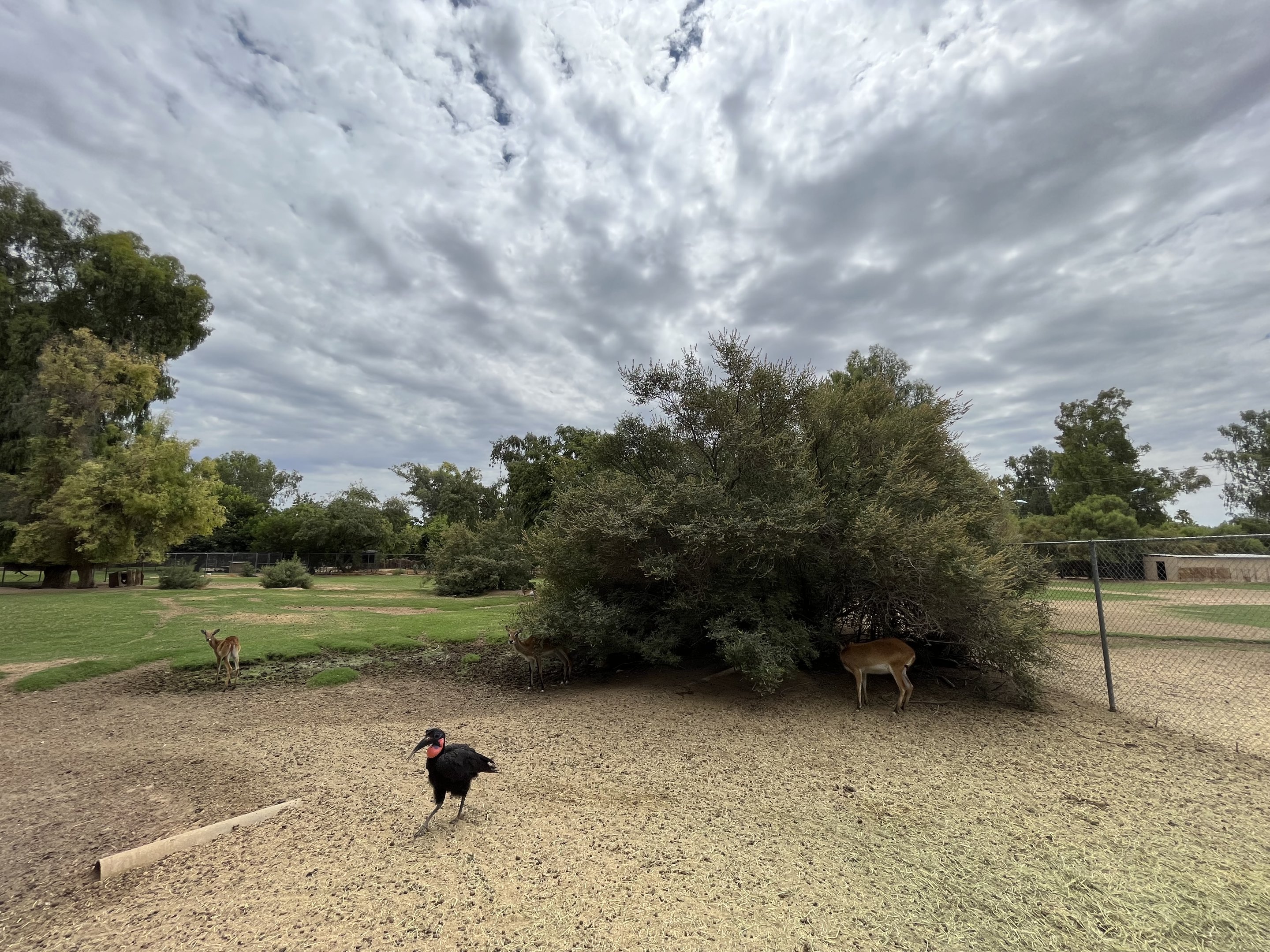 Red Lechwe/Ground Hornbill Exhibit