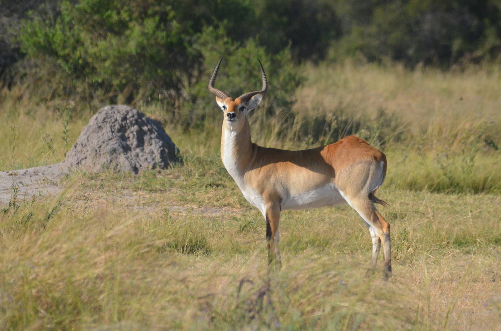 Red Lechwe, Khwai Community Area, Botswana, 26/04/16