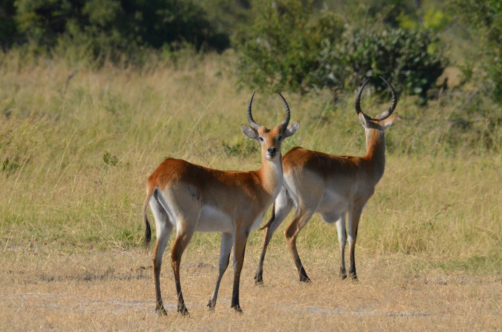 Red Lechwe, Khwai Community Area, Botswana, 26/04/16