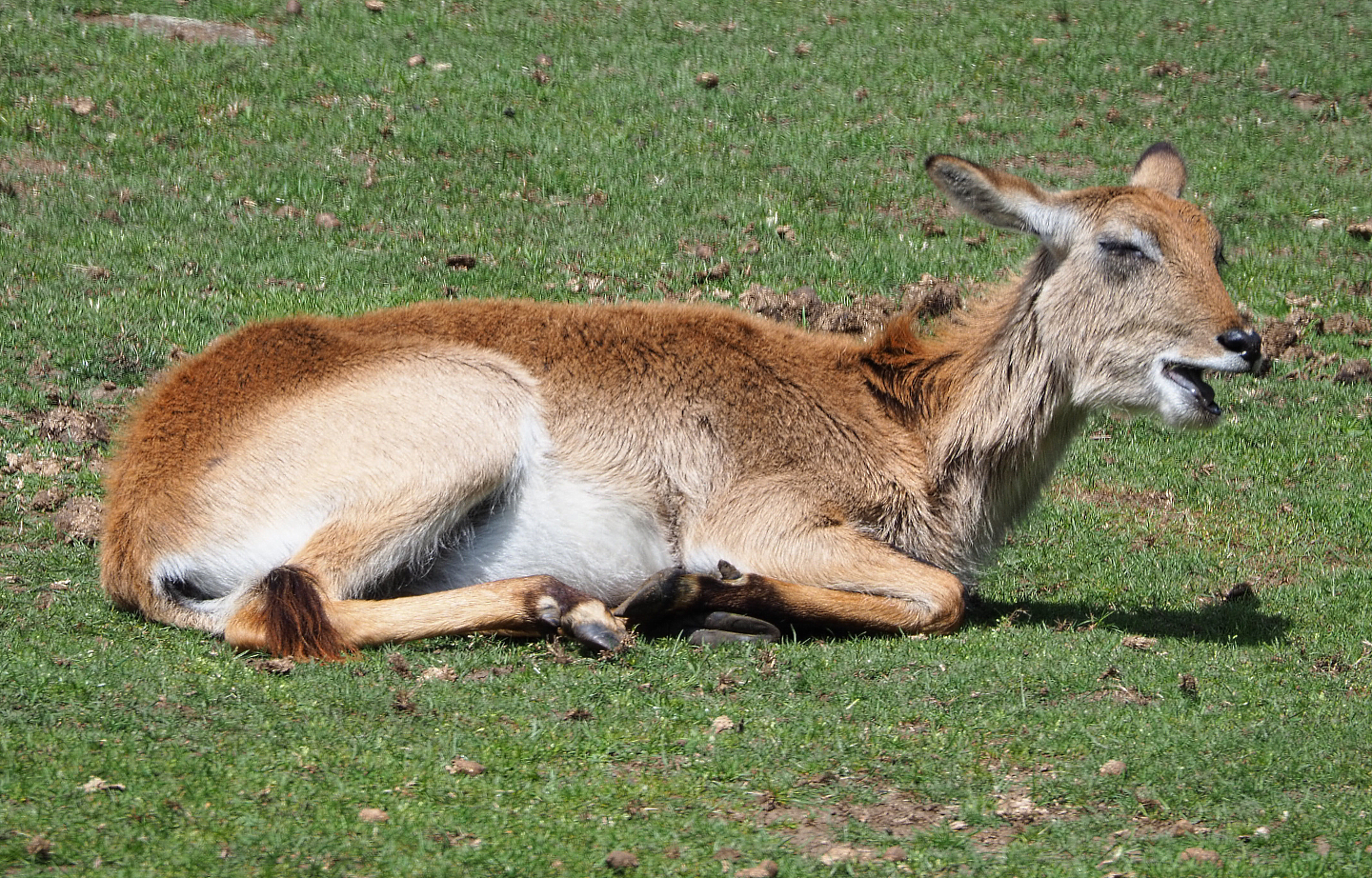 Red lechwe (Kobus leche leche), 2020-06-20