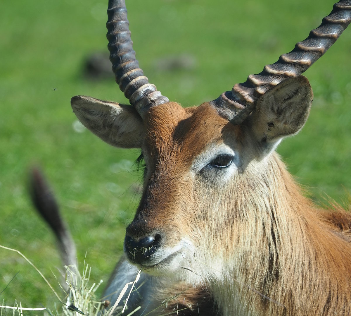 Red lechwe (Kobus leche leche), 2023-05-19