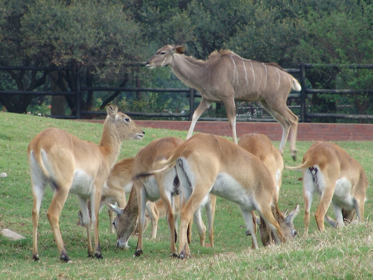 Red Lechwe (Kobus leche leche) and a female Greater Kudu (Tragelaphus strep