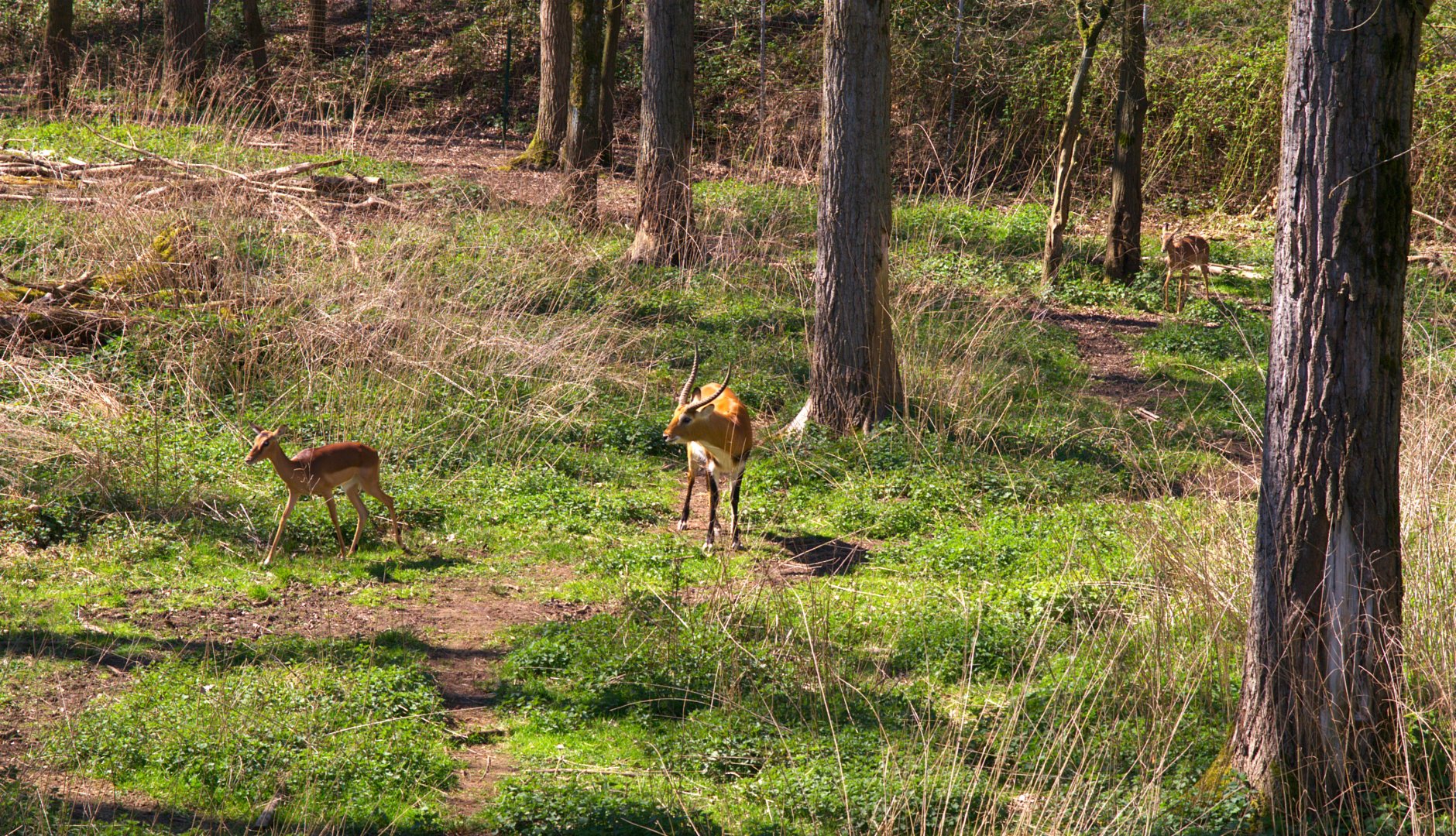 Red Lechwe (Kobus Leche Leche) and Common Impala (Aepyceros melampus melampus)