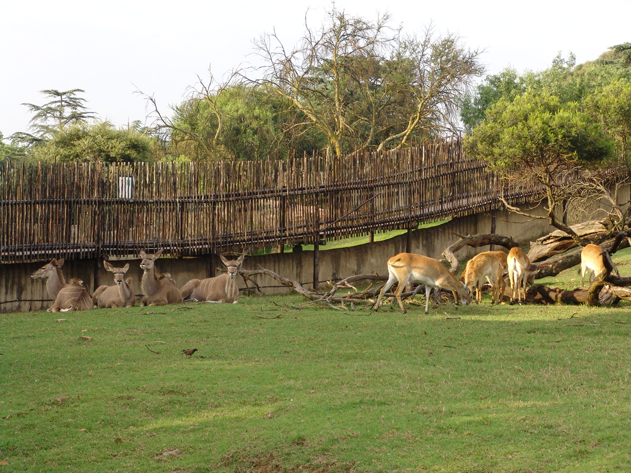 Red Lechwe (Kobus leche leche) and Greater Kudus (Tragelaphus strepsiceros)