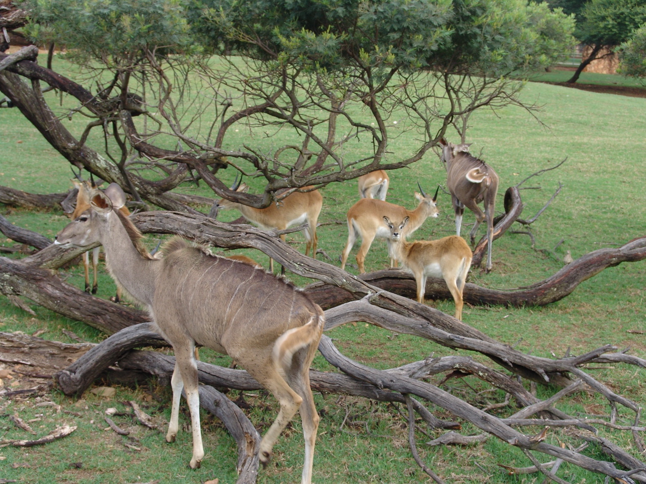 Red Lechwe (Kobus leche leche) and Greater Kudus (Tragelaphus strepsiceros)