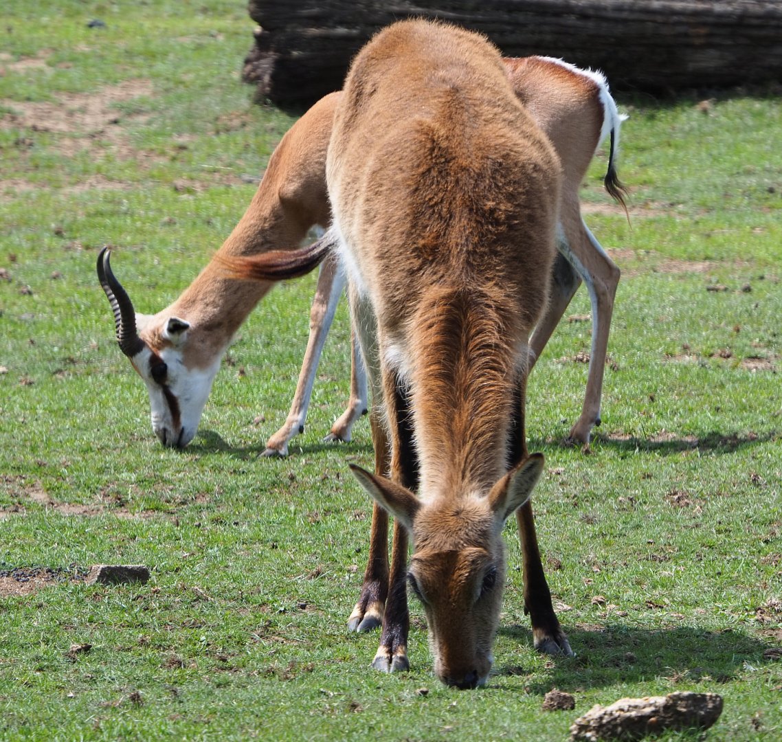 Red lechwe (Kobus leche leche) and Springbok (Antidorcas marsupialis), 2020-06-20