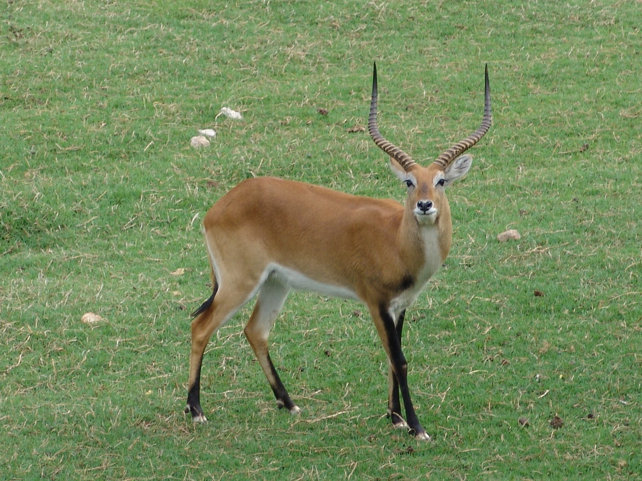 Red Lechwe (Kobus leche leche) buck