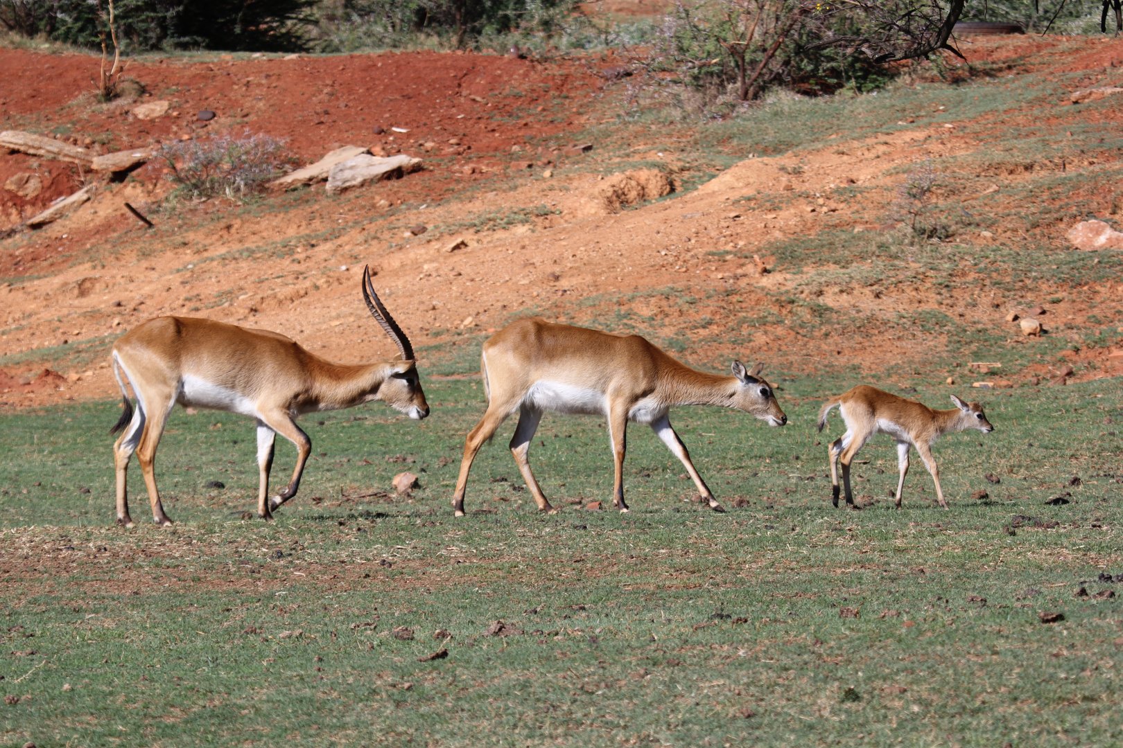 Red lechwe (Kobus leche leche) family