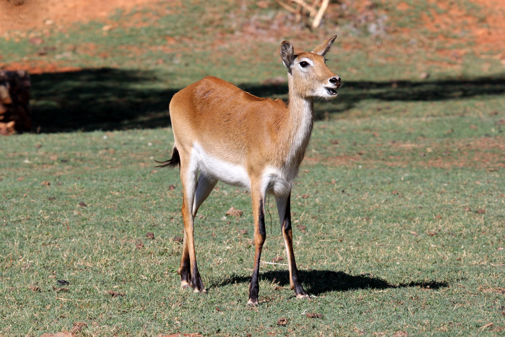 Red lechwe (Kobus leche leche) female
