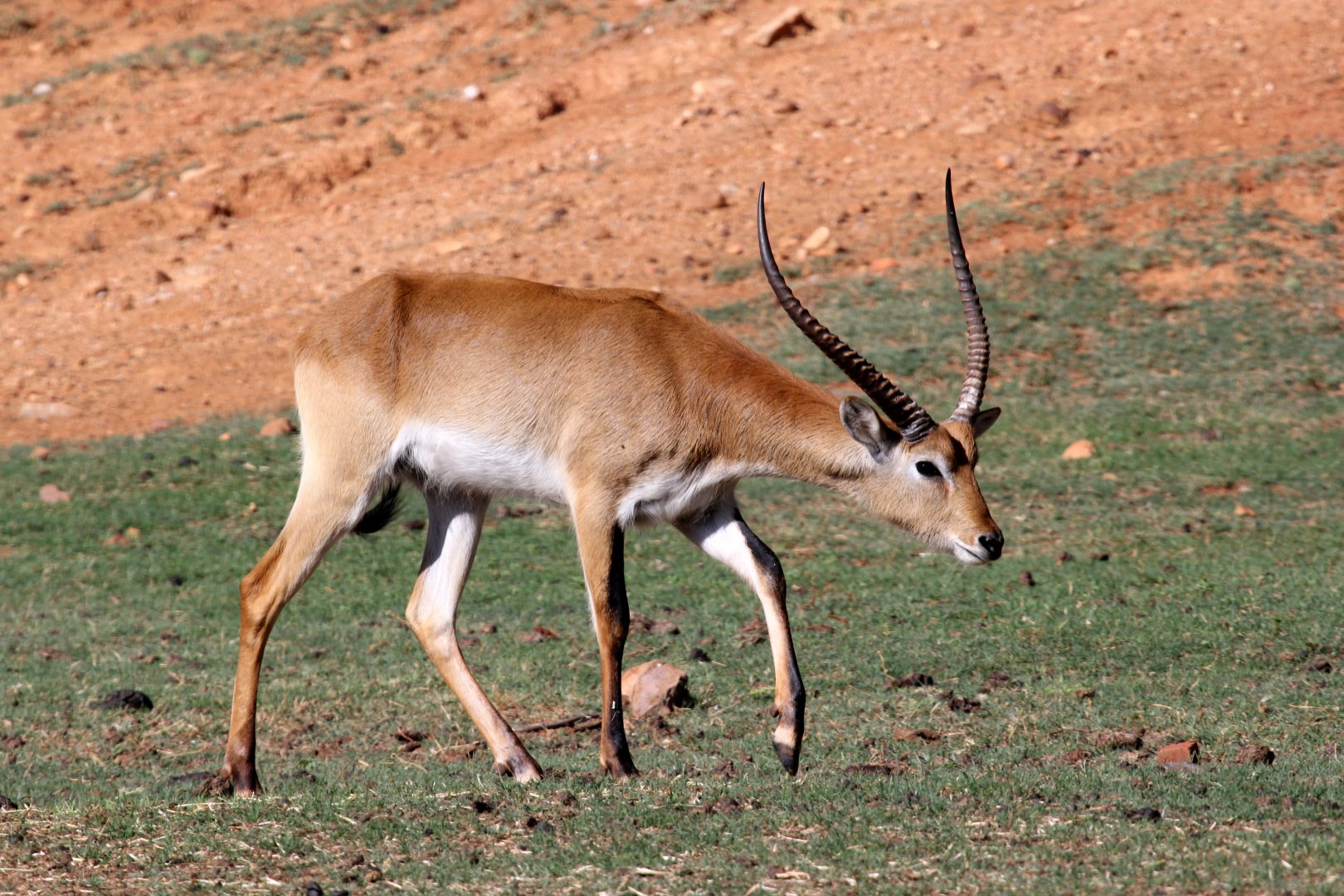 Red lechwe (Kobus leche leche) male