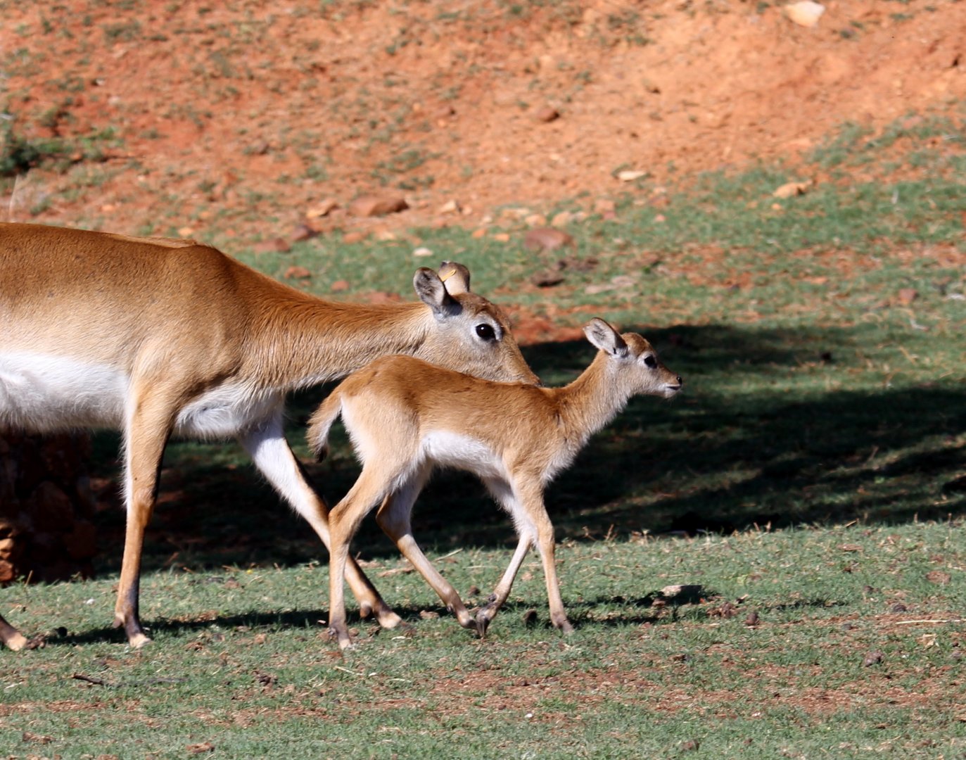 Red lechwe (Kobus leche leche) mother & young