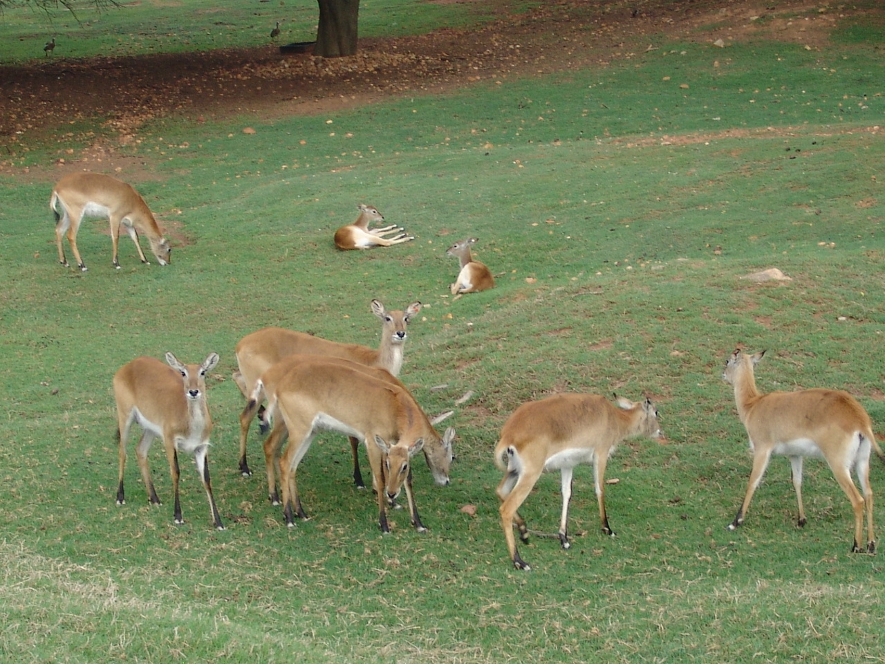 Red Lechwe (Kobus leche leche)