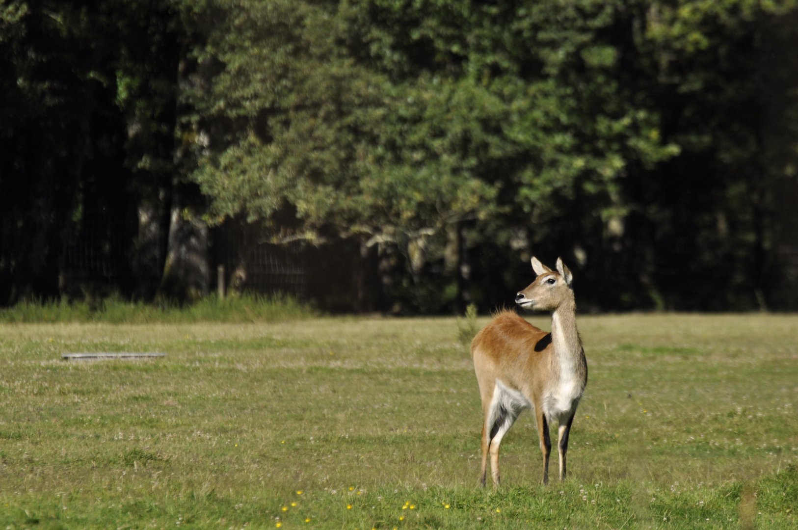 Red lechwe (Kobus leche leche)