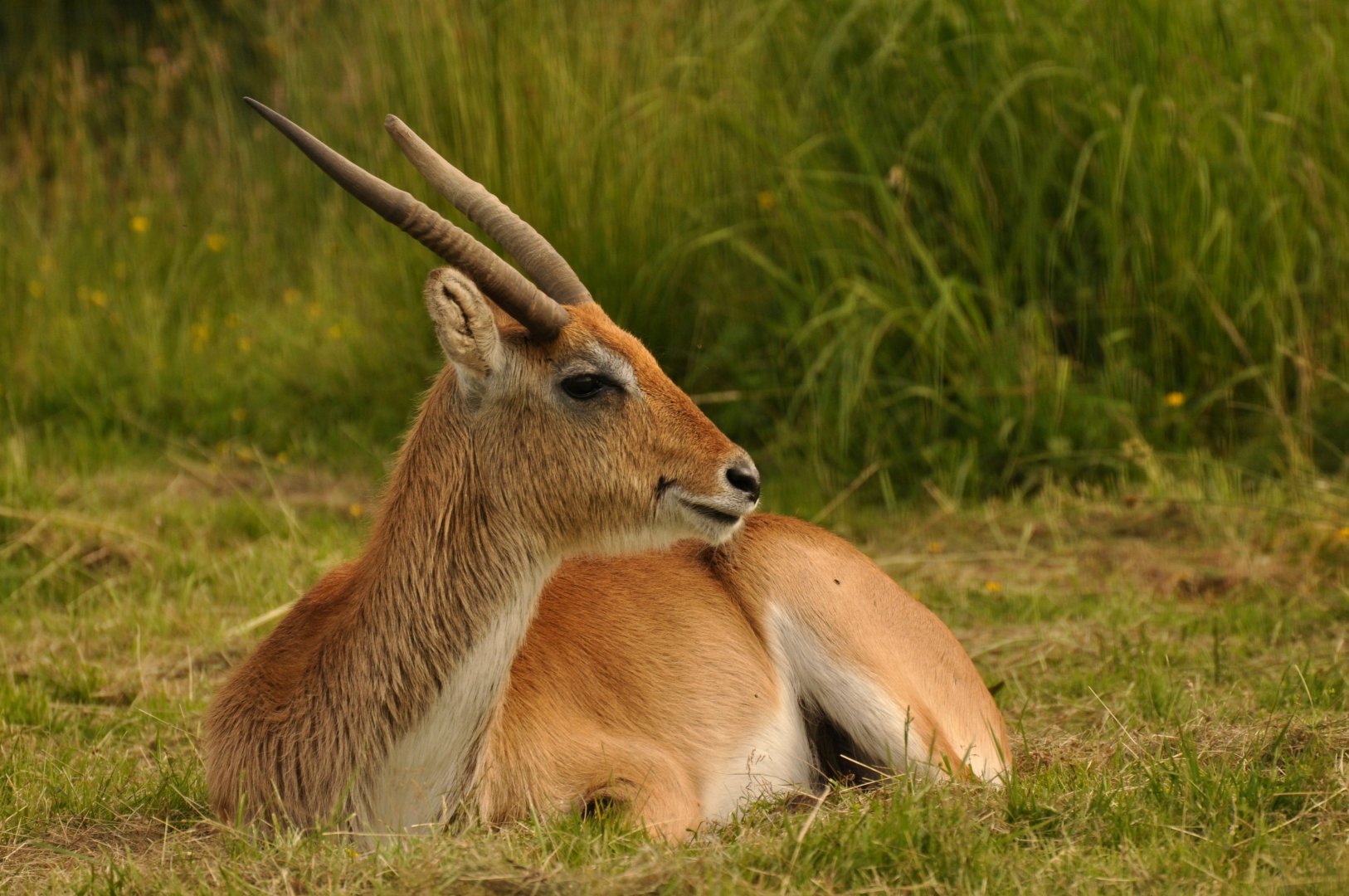 Red lechwe (Kobus leche leche)