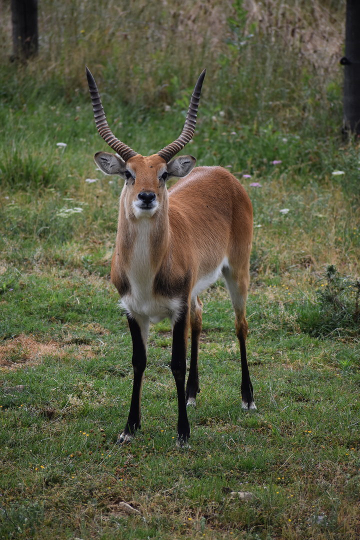 Red lechwe - Kobus leche leche