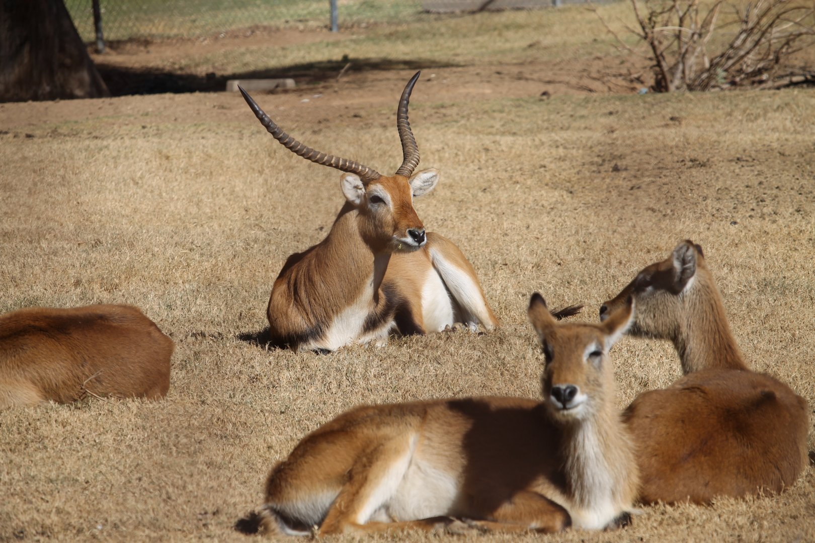 Red Lechwe (Kobus leche leche)