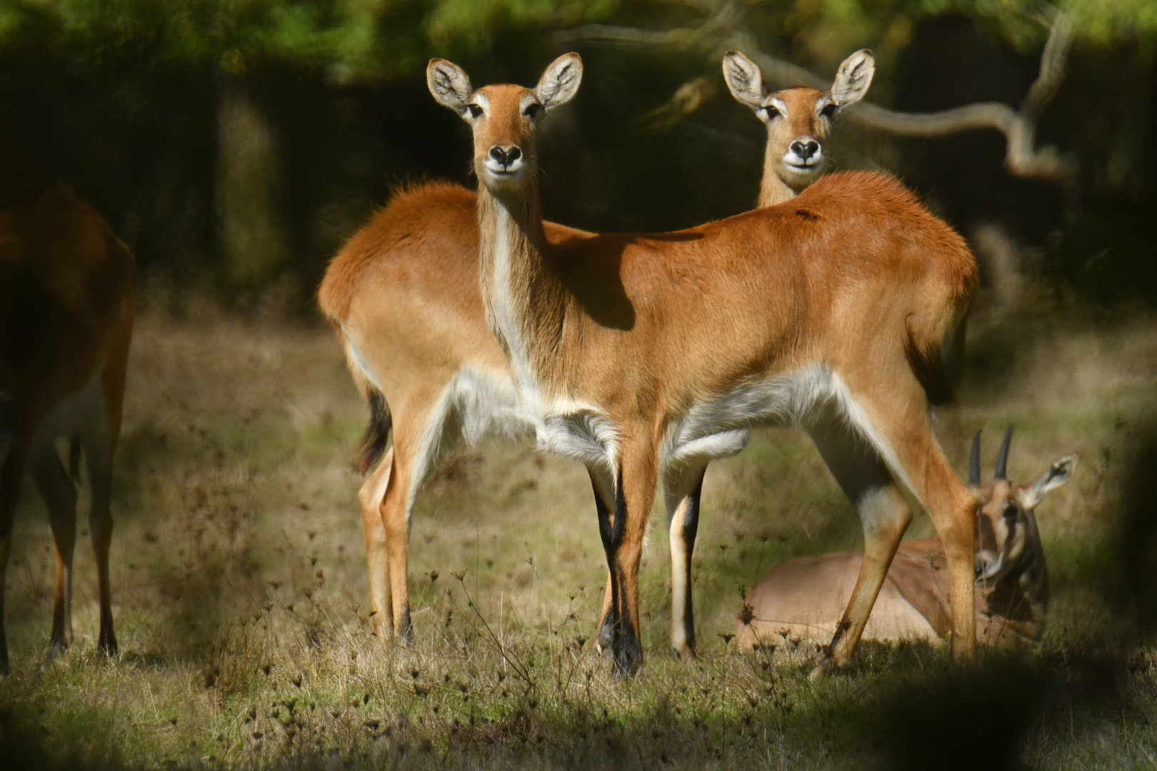 Red lechwe (Kobus leche)