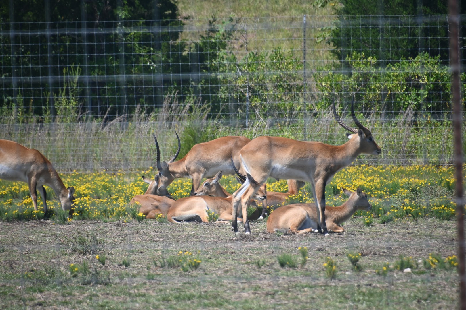 Red lechwe (Kobus leche)