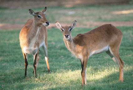 red lechwe, May 25, 2009