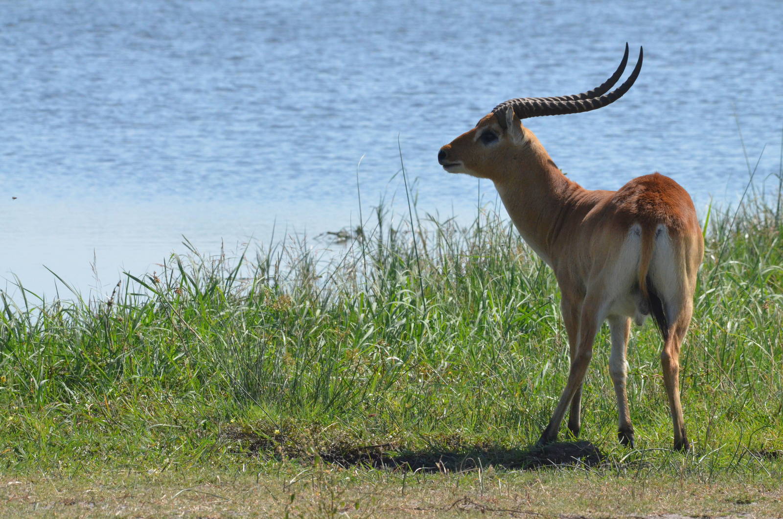 Red Lechwe, Moremi Game Reserve, Botswana, 26/04/16