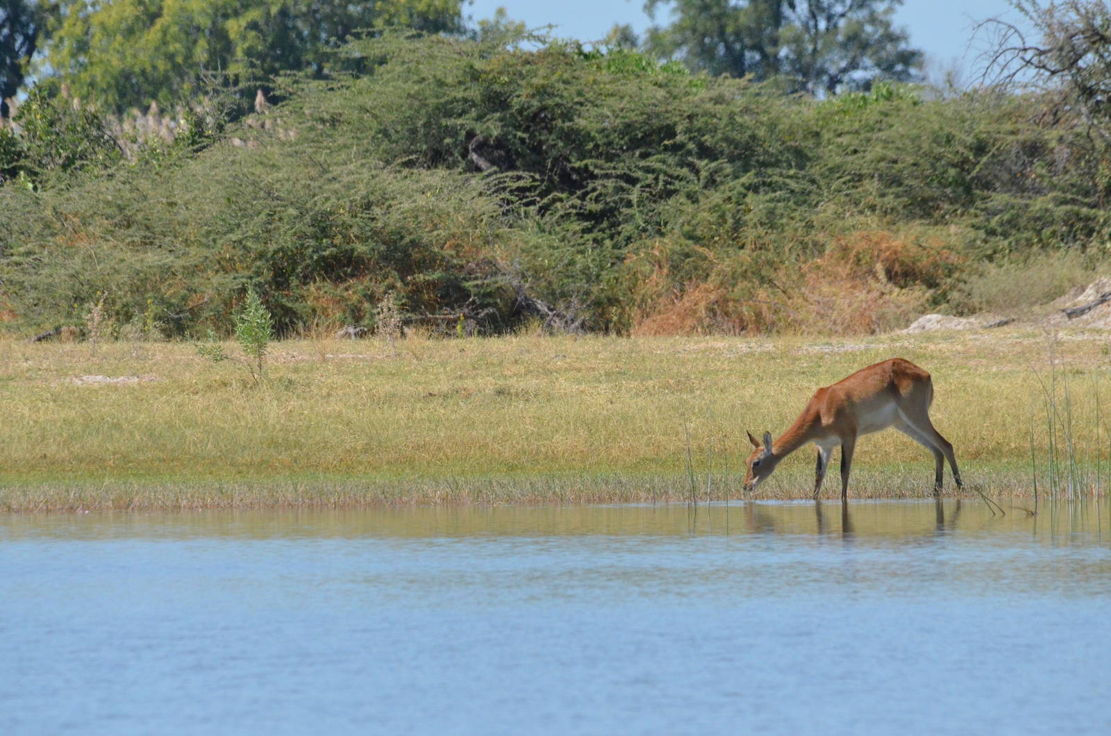 Red Lechwe, Moremi Game Reserve, Botswana, 28/04/16