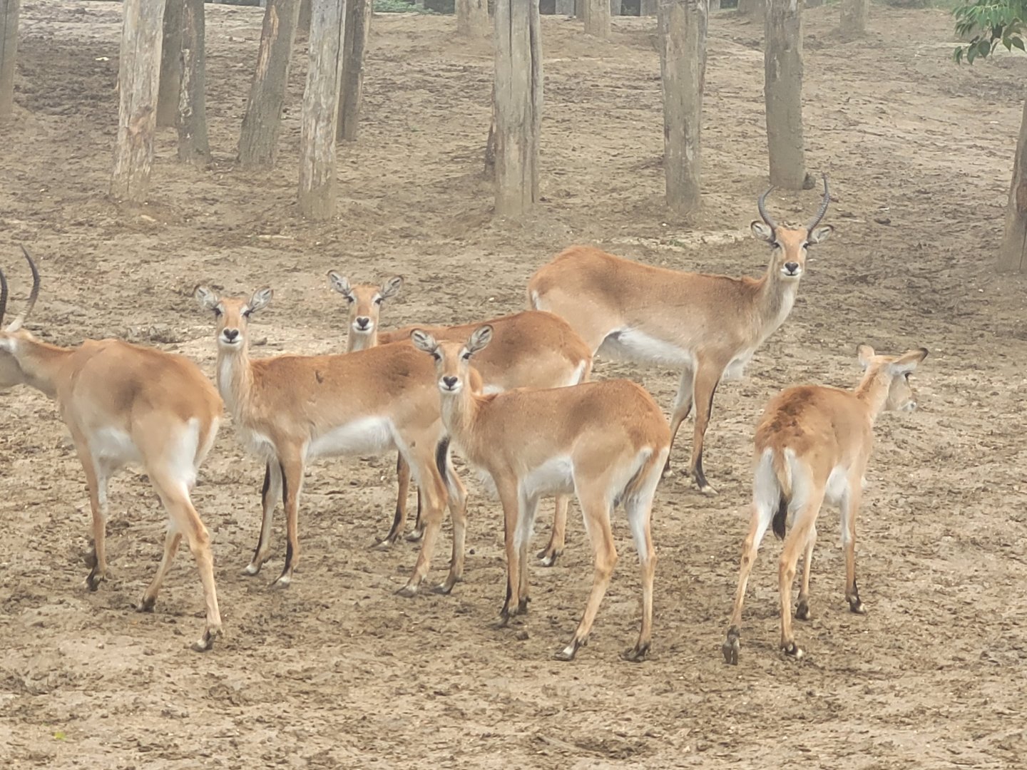 Red lechwe -Parc Zoologique de Paris (2022)