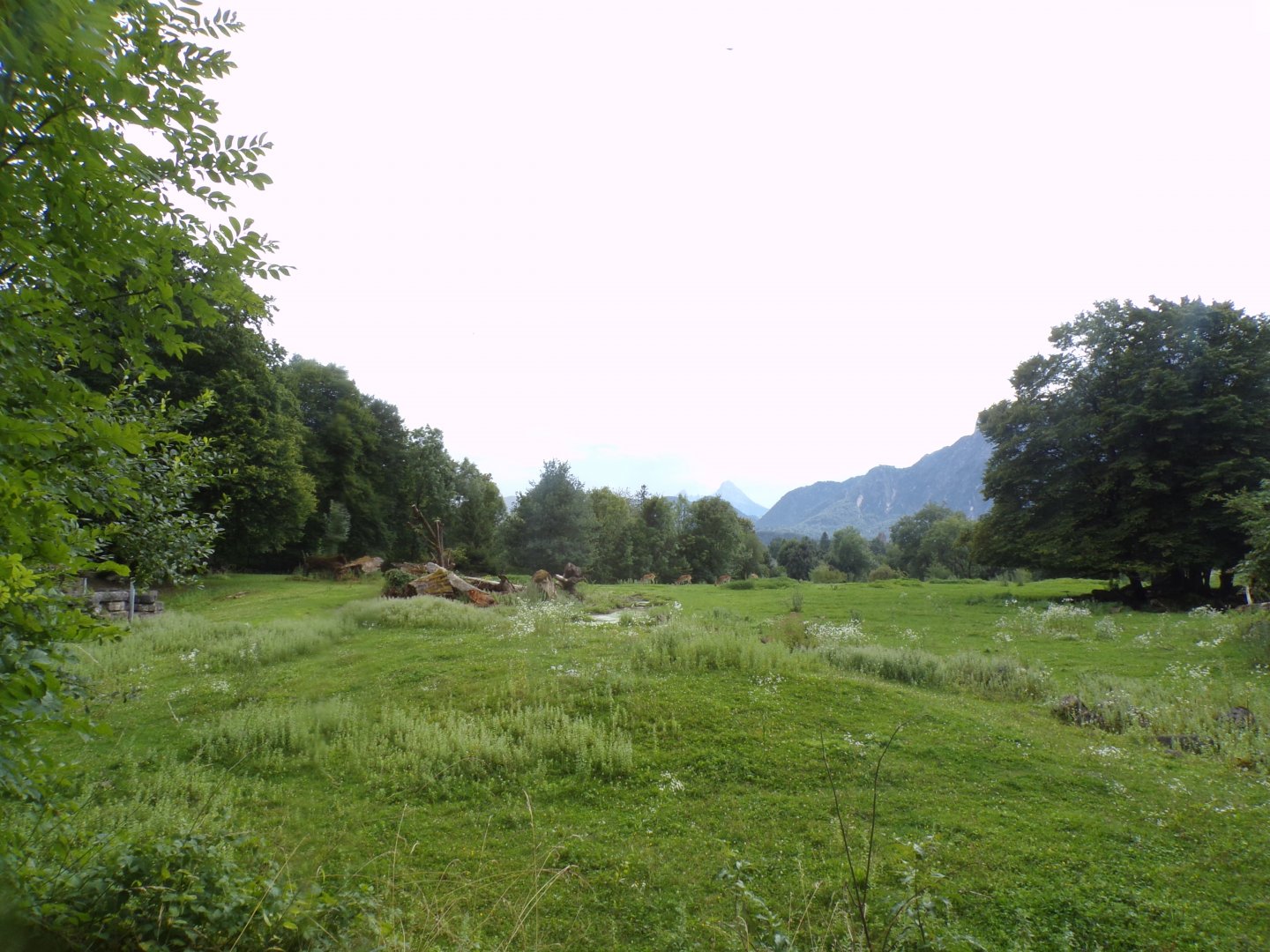 Red lechwe, Sable antelope and White rhino savannah 13.7.25