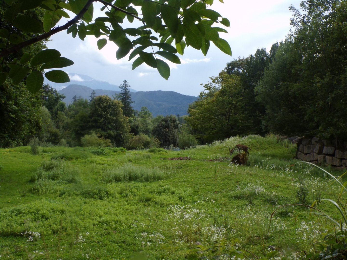 Red lechwe, Sable antelope and White rhino savannah 13.7.25