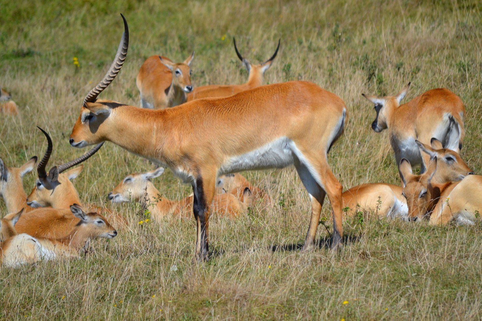 Red Lechwe - September 2016