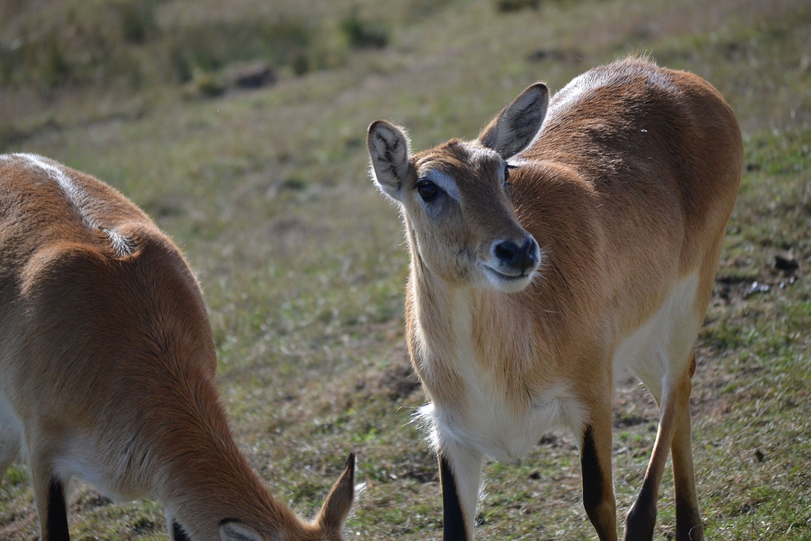 Red Lechwe - September 2016
