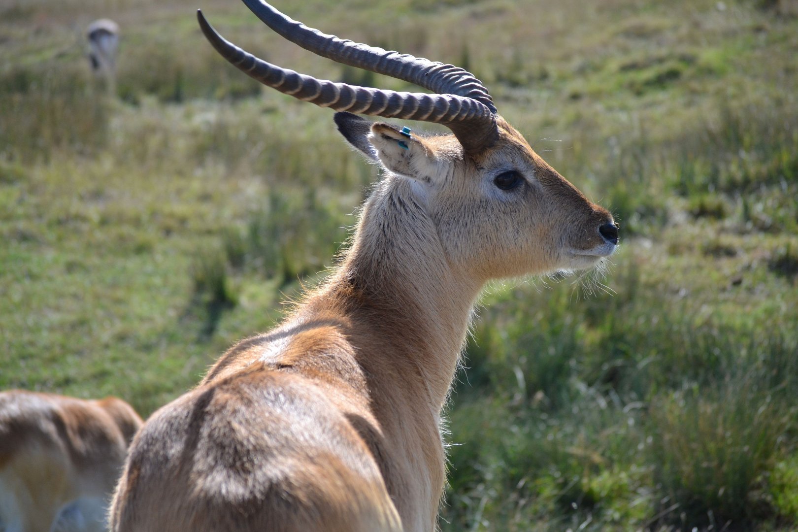Red Lechwe - September 2016
