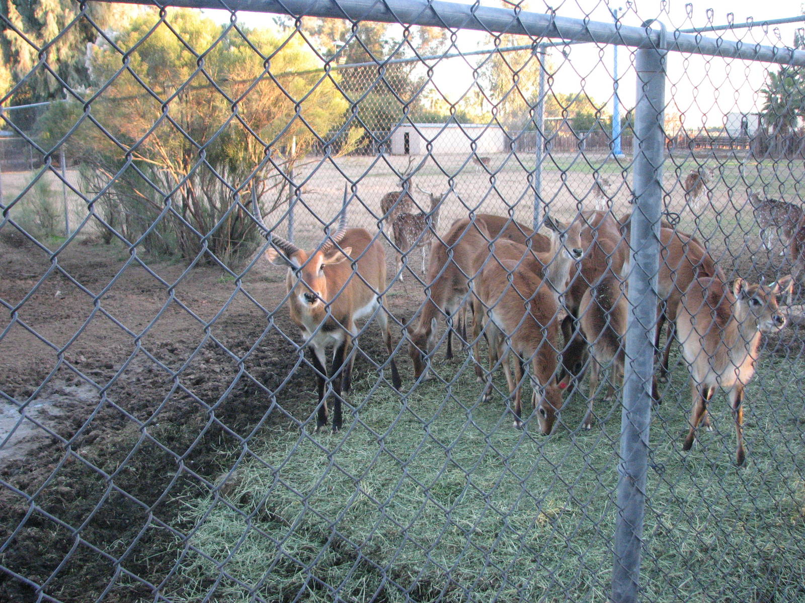 Red Lechwe - Wildlife World Zoo