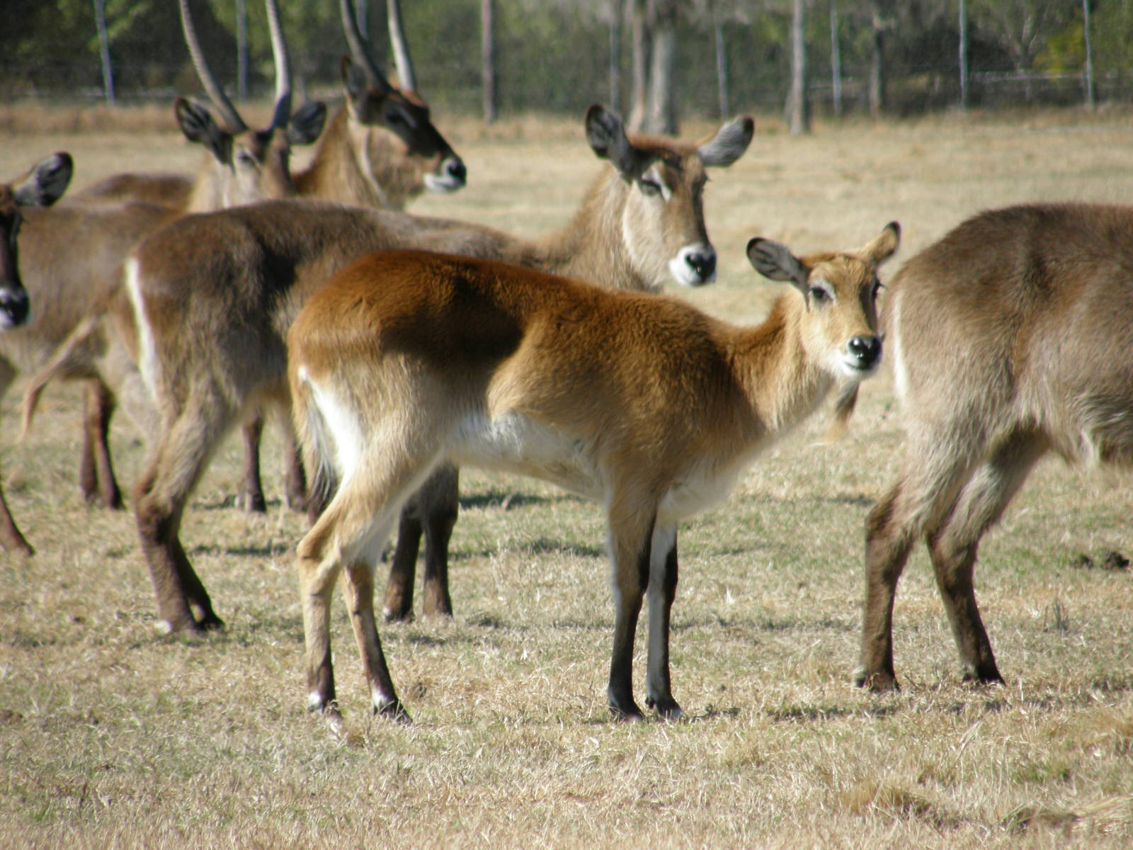 red lechwe