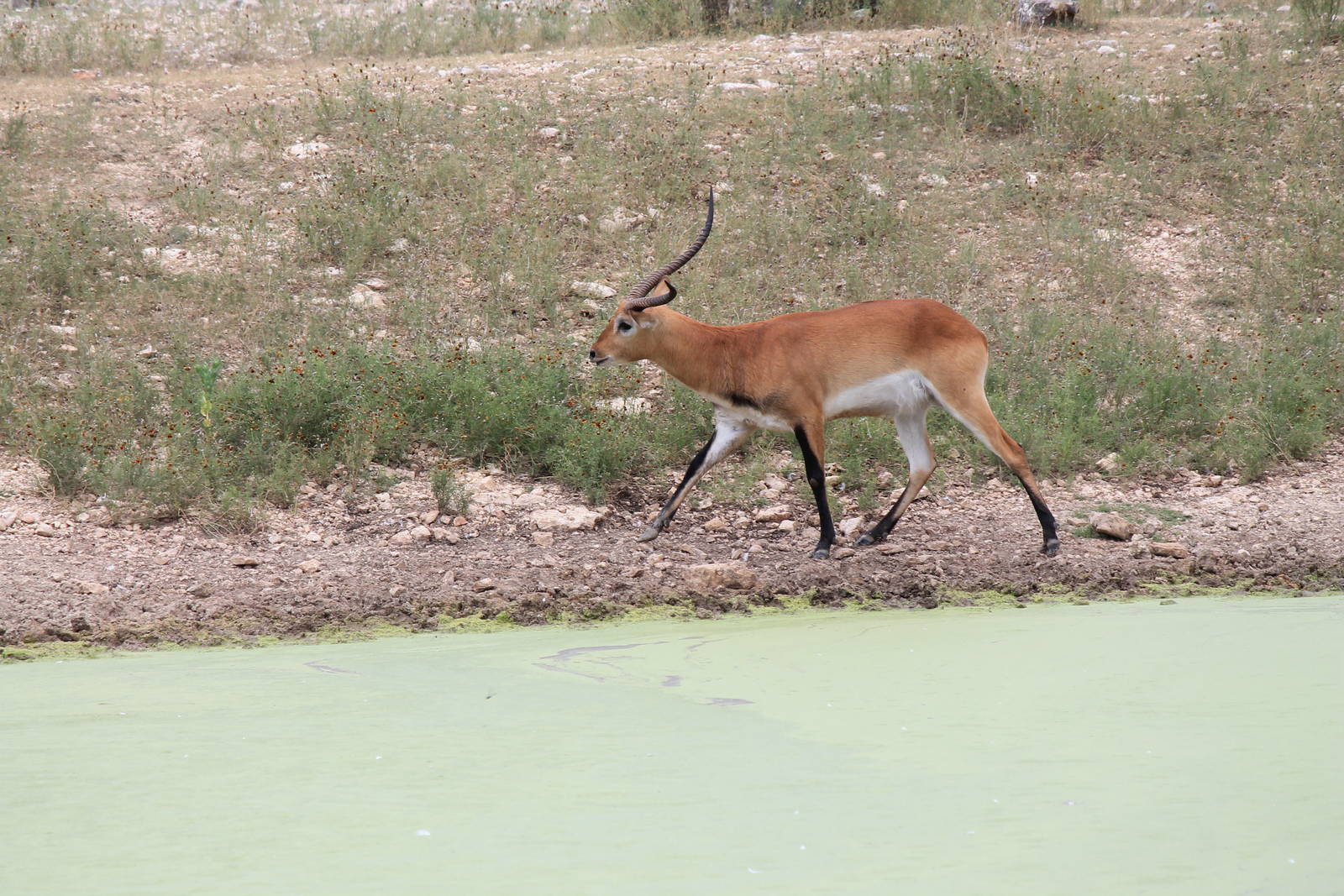 Red Lechwe