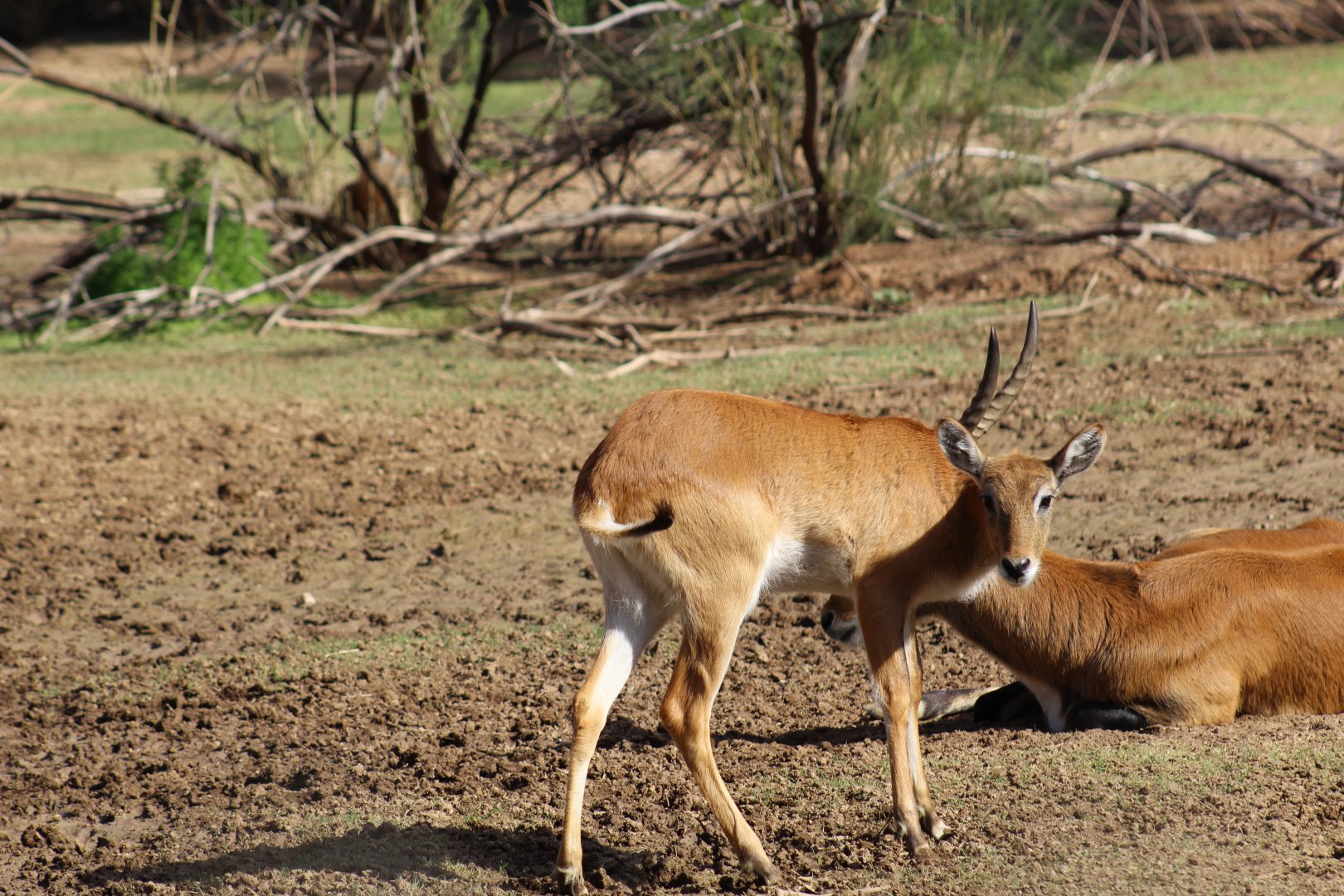Red Lechwe