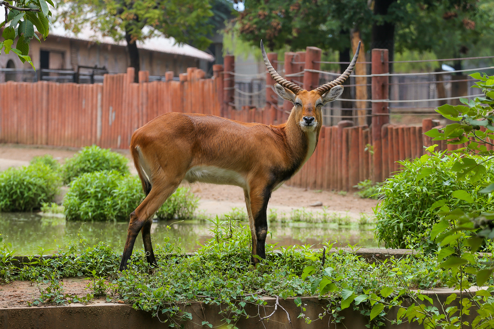 Red lechwe