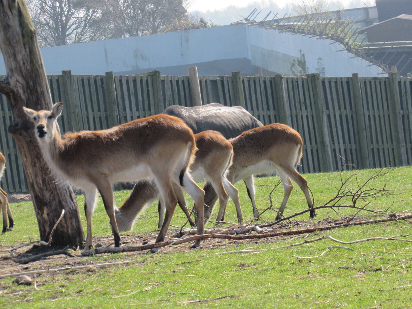 Red Lechwe