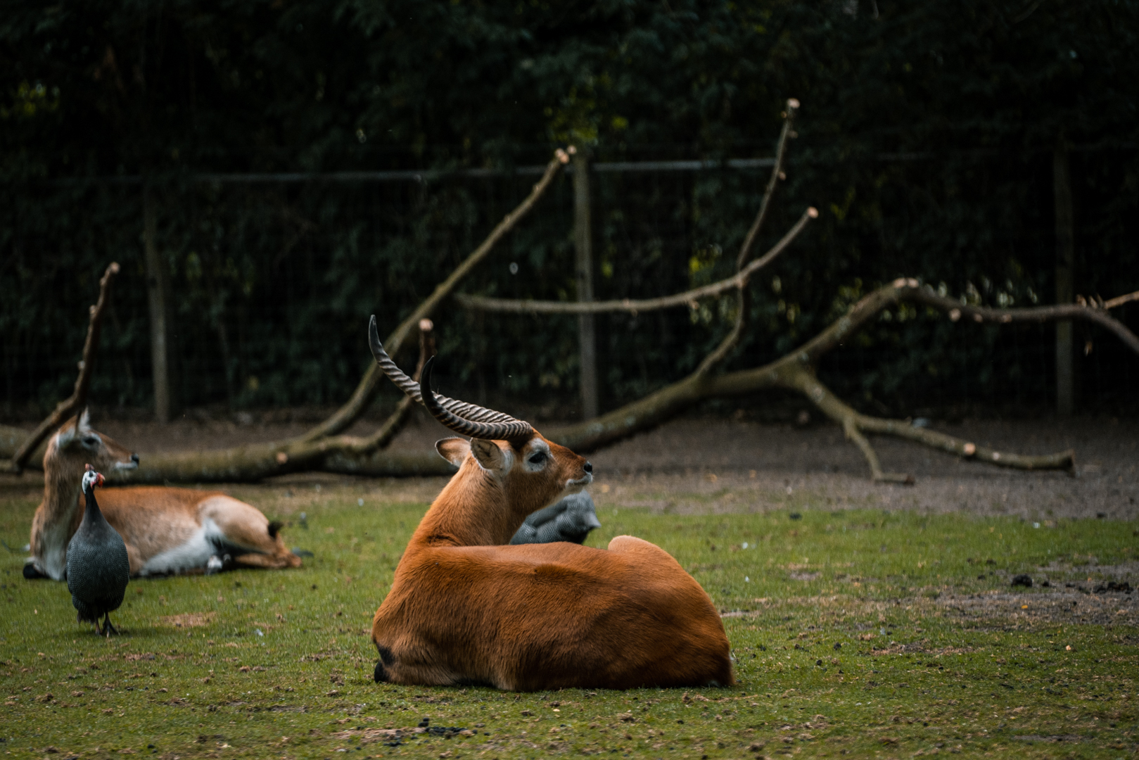 Red Lechwe