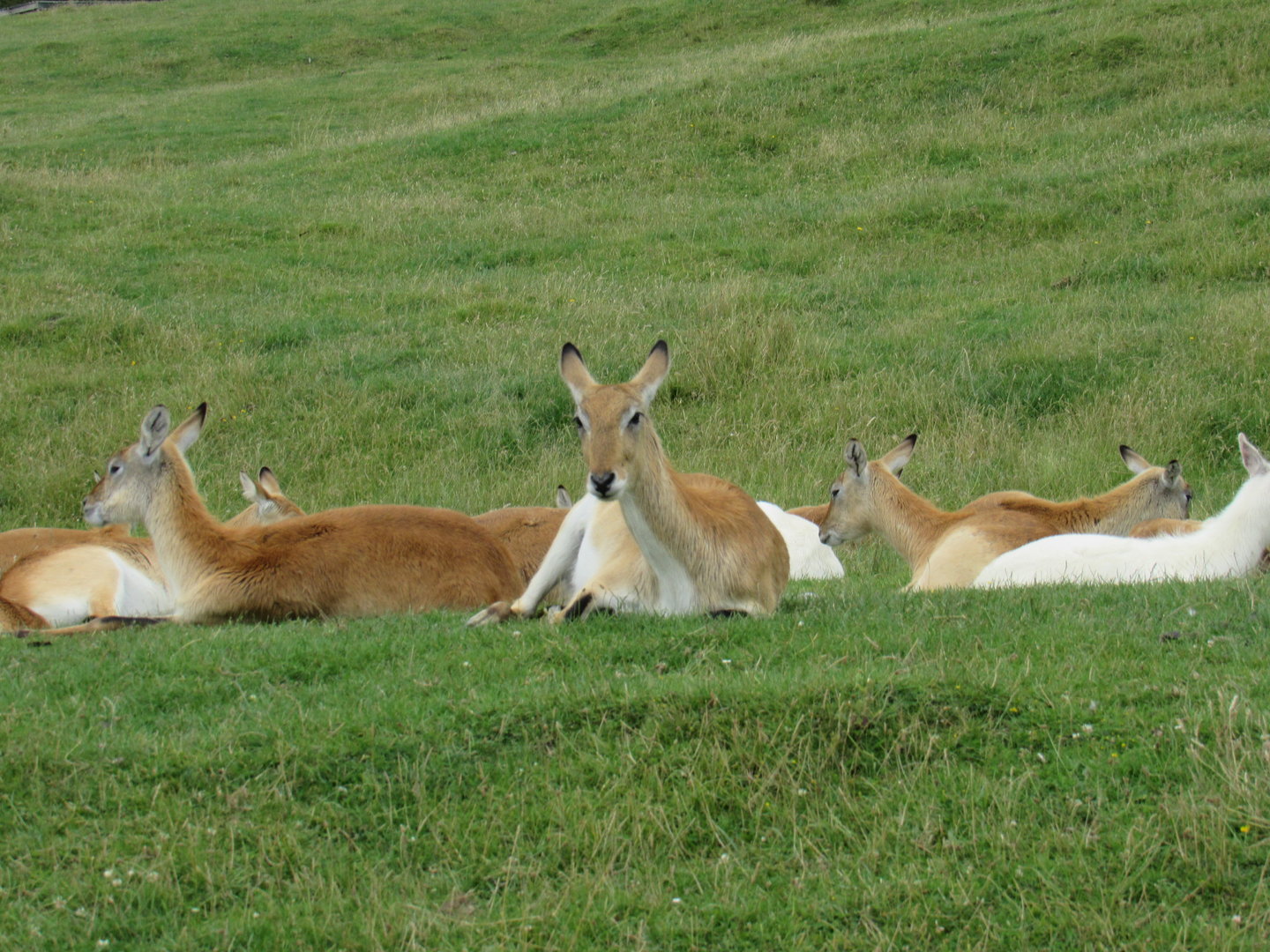 Red Lechwe