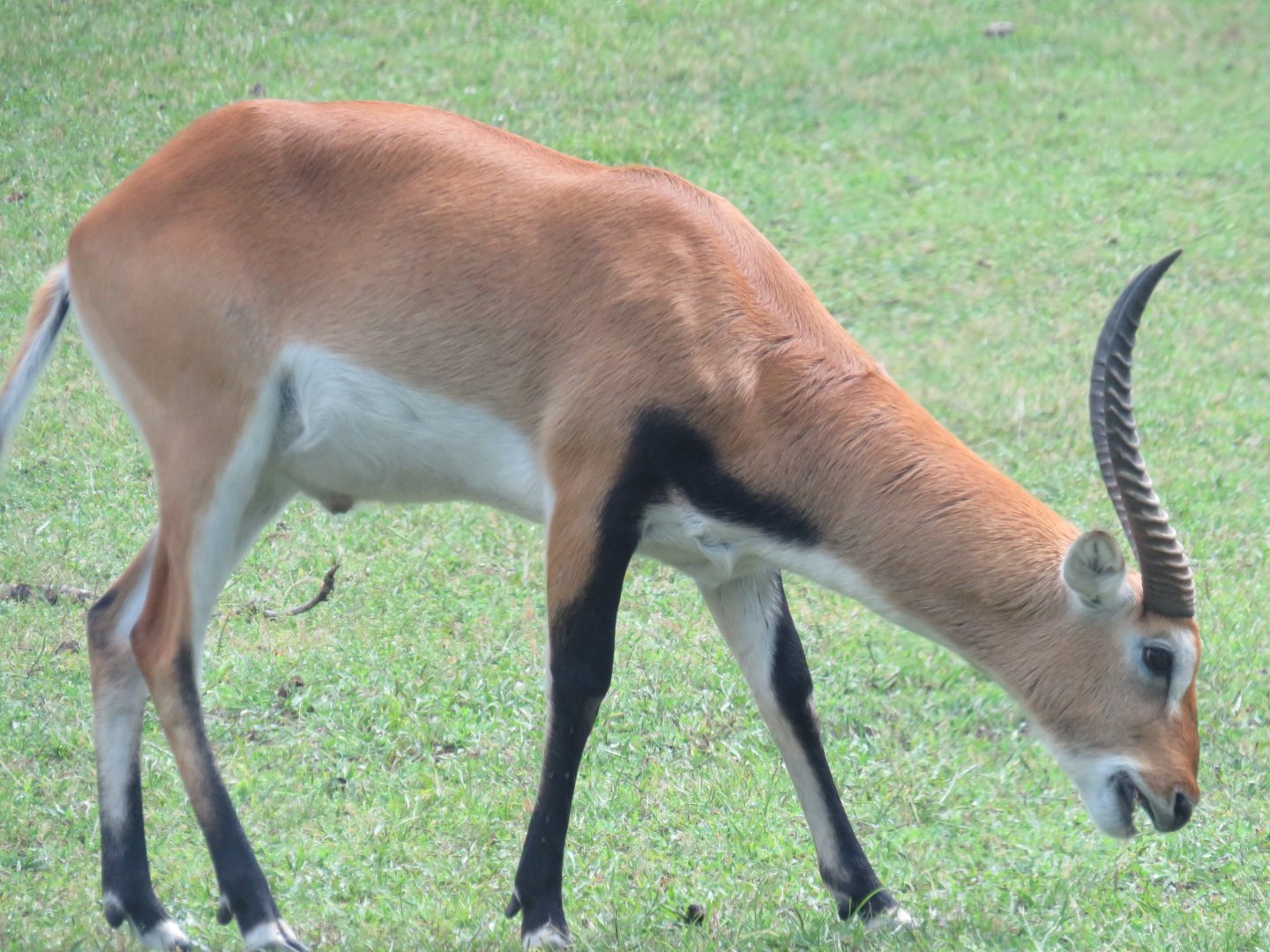 Red lechwe