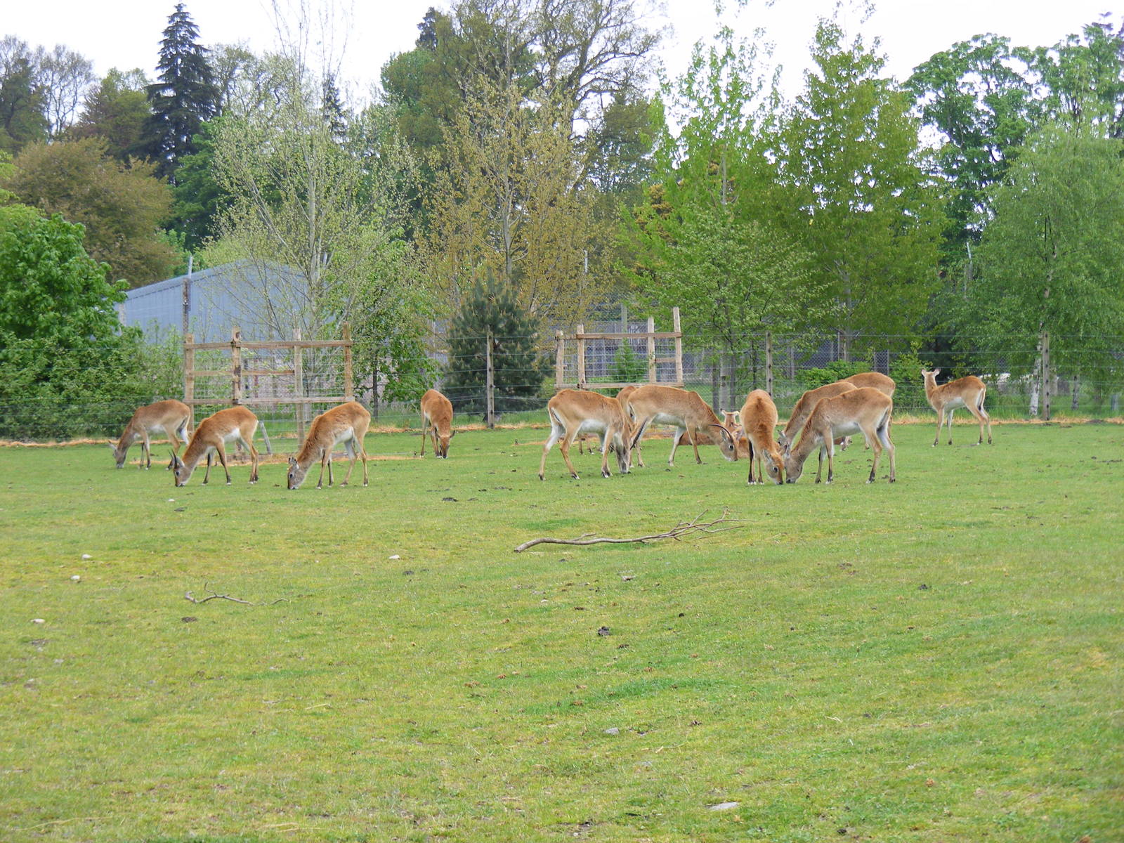 Red lechwes at Blair Drummond Safari Park, 19 May 2010