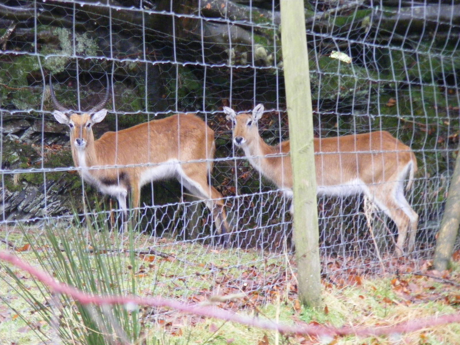 Red lechwes (?) at Exmoor Zoo, 29 December 2010