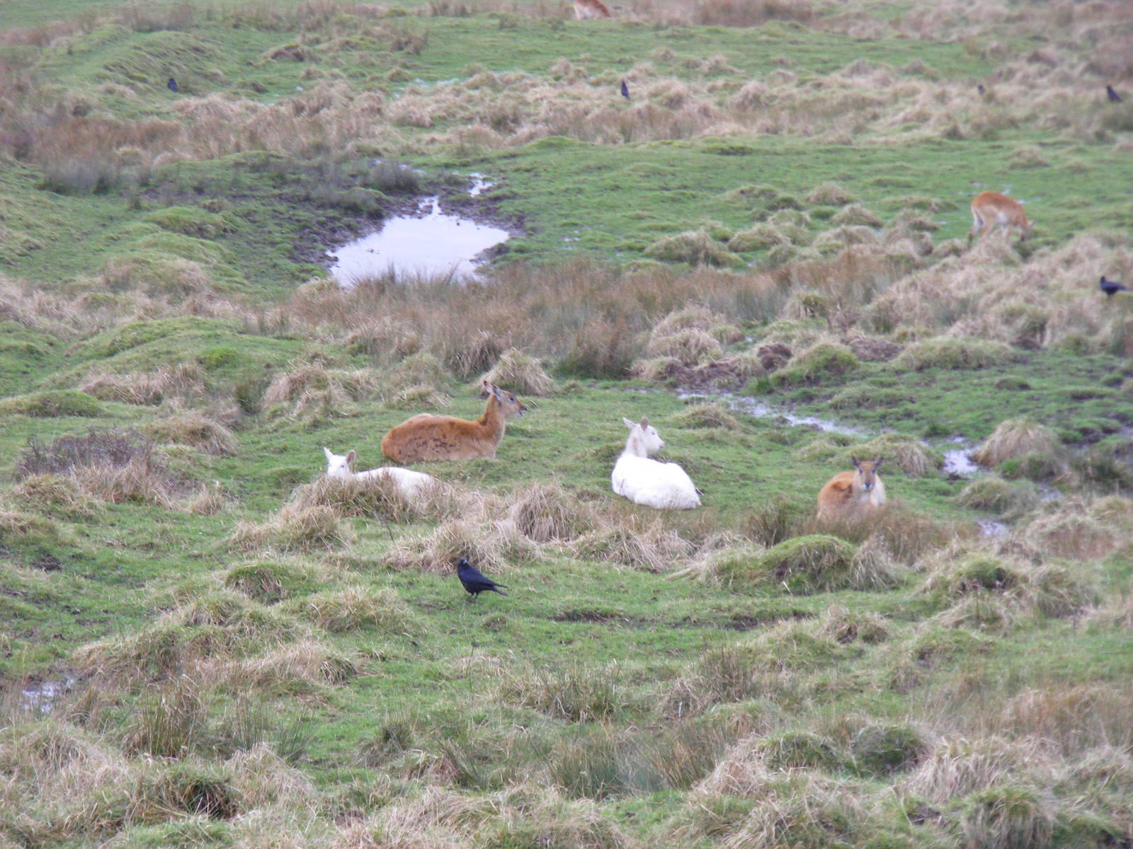 Red lechwes at Port Lympne Wild Animal Park, 13 February 2011