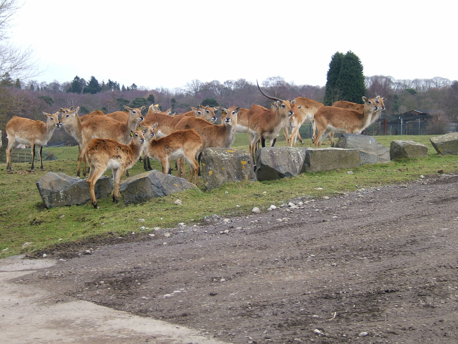 Red lechwes at West Midland Safari Park, 13 February 2010