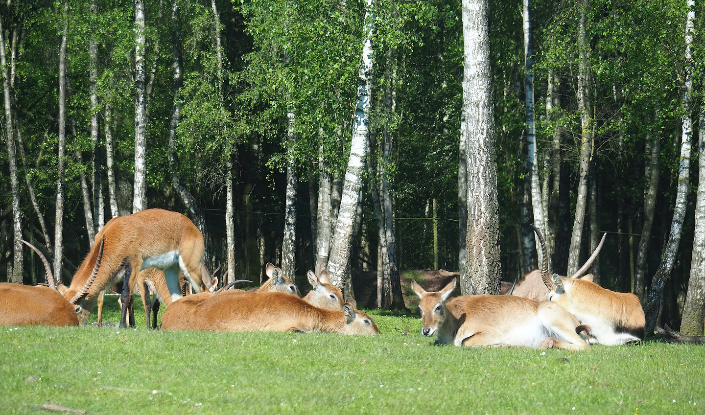 Red lechwes (Kobus leche leche), 2023-05-19