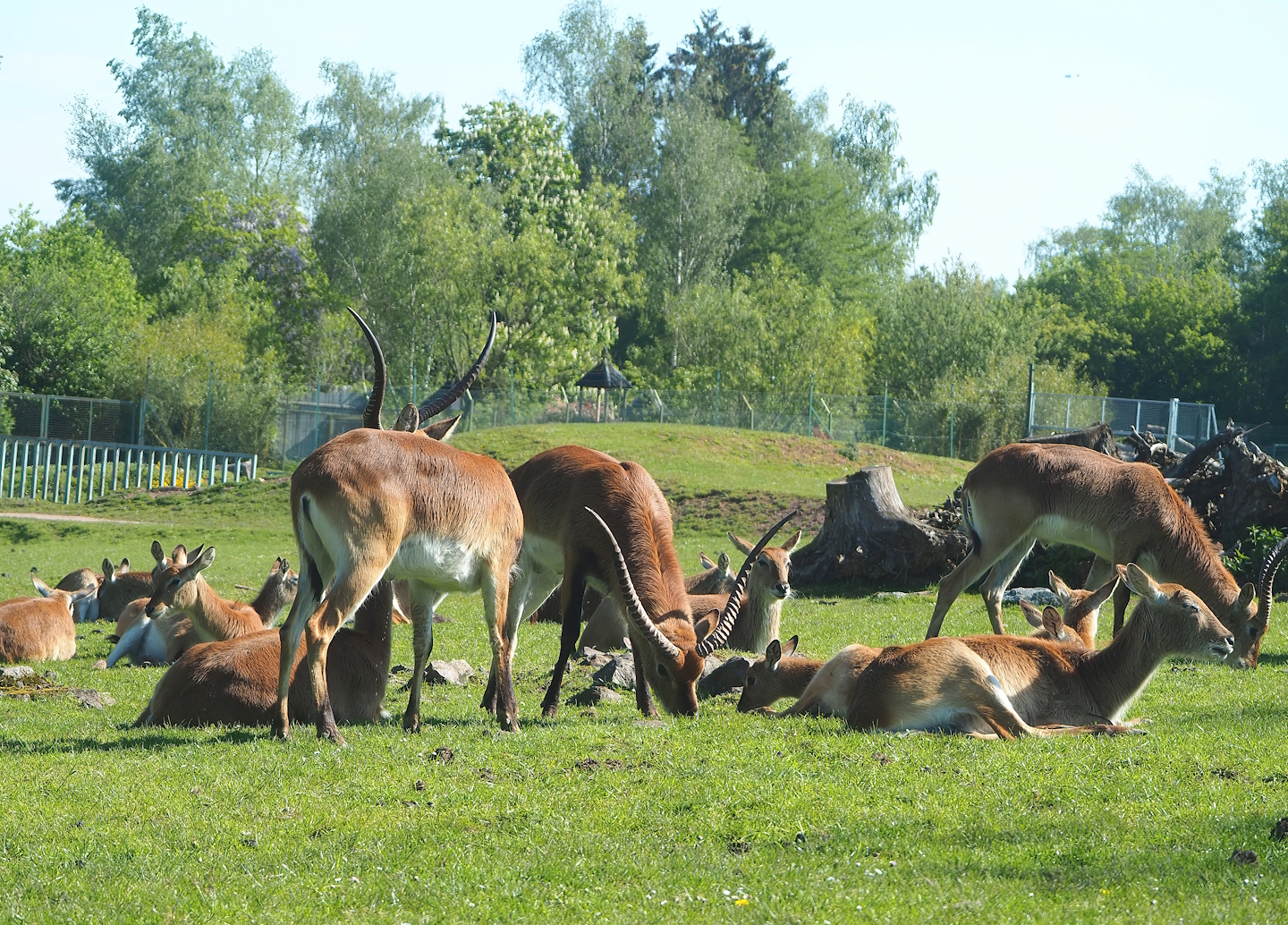 Red lechwes (Kobus leche leche), 2023-05-19