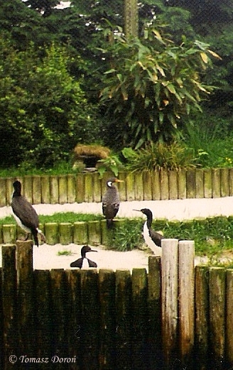 Red-legged Cormorant (Phalacrocorax gaimardi) June 2000