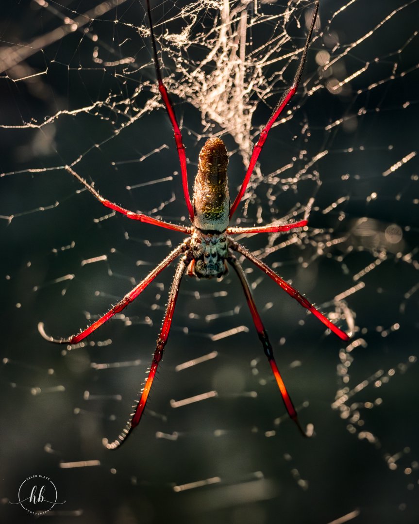 Red-legged golden orb spider / Copenhagen / 30-9-24